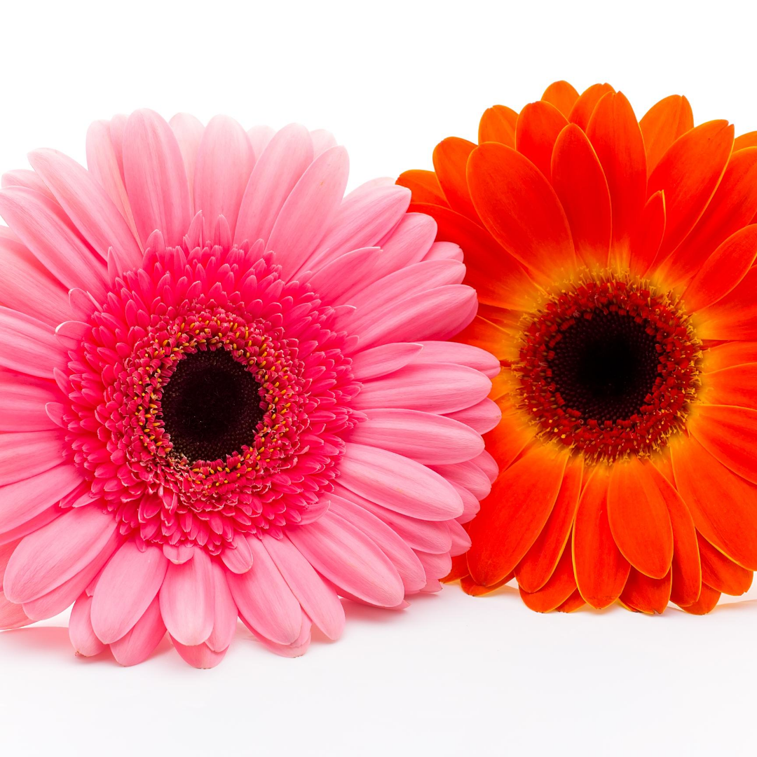 inicio-diseños-florales-para-toda-ocasion-fechas-especiales-floristeria-el-clavel-rojo