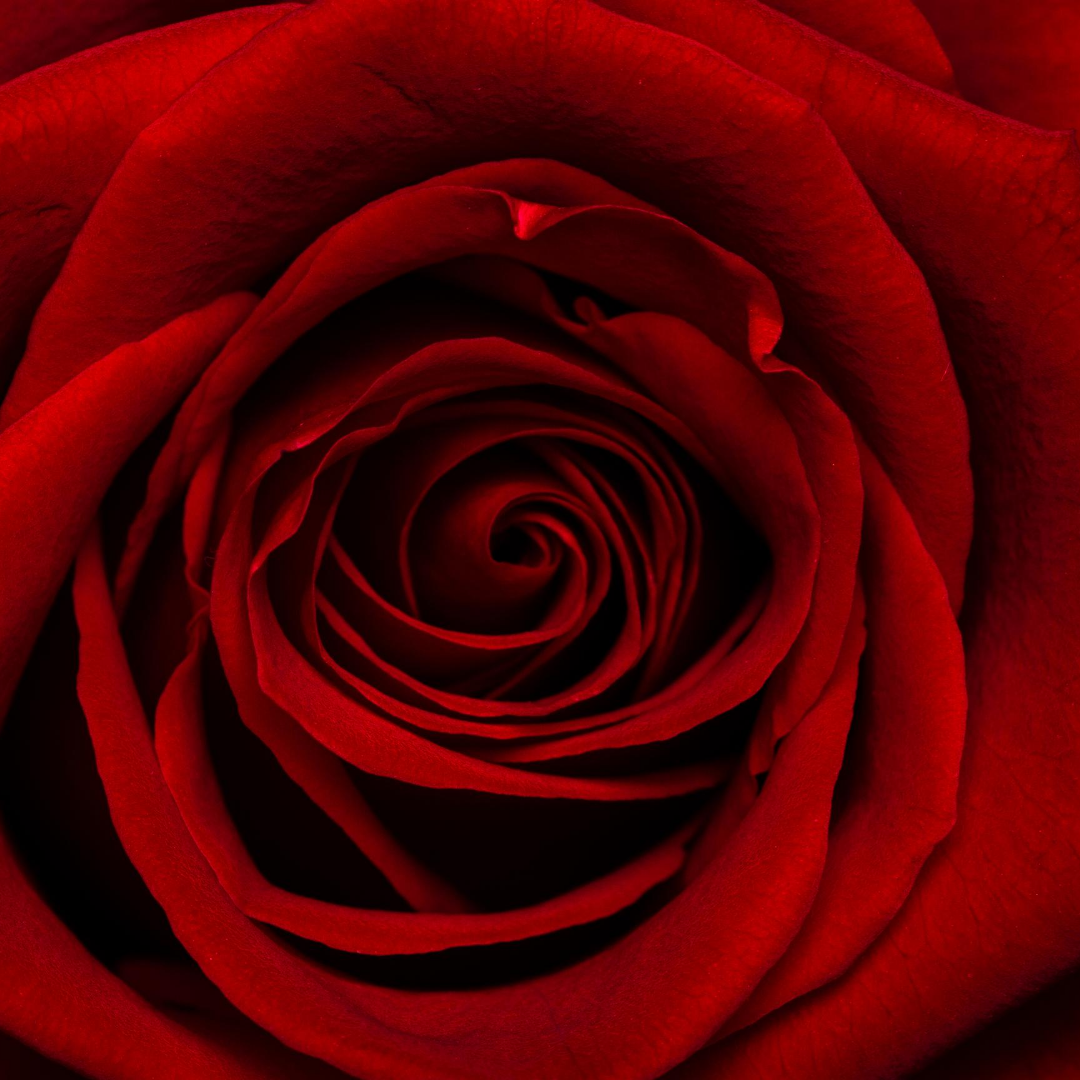 inicio-diseños-florales-para-toda-ocasion-sentimientos-floristeria-el-clavel-rojo